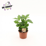 Vazoninis augalas kavamedis, &Oslash; 12, 25 cm, lot. COFFEA