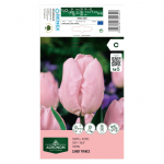Tulpių svogūnėliai, lot. TULIPA CANDY PRINCE, 4 vnt
