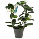 Vazoninis augalas stefanotis/jazminas, &Oslash; 12, 45 cm, lot. STEPHANOTIS/JASMINUM