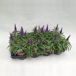 Lauko augalas veronika, daugiametis, &Oslash; 12, 30 cm, lot. Veronica mix
