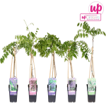 Lauko augalas visterija, &Oslash; 15, 40 - 55 cm, lot. WISTERIA BLUE MOON