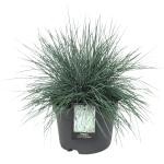 Lauko augalas Eraičinas, &Oslash; 10,5, 20 cm, lot. Festuca mix