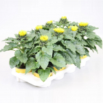 Vazoninis augalas saulėgrąža, &Oslash; 13, 30 cm, lot. HELIANTHUS