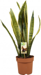 Vazoninis augalas sansevjera, &Oslash; 17, 70 cm, lot. SANSEVIERIA Super mix