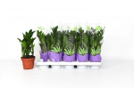 Vazoninis augalas zamiokulkas, &Oslash; 12, 50 cm, lot. ZAMIOCULCAS