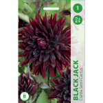 Jurginų svogūnėlis, lot. DAHLIA BLACK JACK, 1 vnt