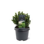 Lauko augalas baltoji eglė, &Oslash; 15, 60 cm, lot. PICEA GLAUCA DECEMBER