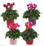 Vazoninis augalas ciklamenas, vazone, &Oslash; 12, 25 cm, lot. CYCLAMEN
