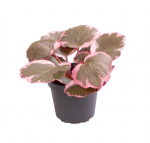 Vazoninis augalas uolaskėlė, &Oslash; 6, 15 cm, lot. Saxifraga Variegata