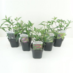 Lauko augalas budlėja, daugiametis, &Oslash; 17, 45 cm, lot. Buddleja davidii mix