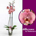 Vazoninis augalas falenopsis, &Oslash; 12, 65 cm, lot. PHALAENOPSIS ASTRID, 2 stiebai