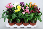 Vazoninis augalas kalija, &Oslash; 11, 30 cm, lot. ZANTEDESCHIA