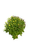 Lauko augalas chrizantema, kelios spalvos vazone, &Oslash; 17, 30 cm, lot. CHRYSANTHEMUM