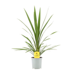 Lauko augalas kordilina, &Oslash; 12, 40 cm, lot. Cordyline Kiwi