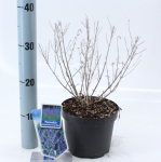 Lauko augalas mėlesas, daugiametis, &Oslash; 17, 25 cm, lot. Perovskia blue