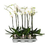 Vazoninis augalas falenopsis stikliniame vazone, &Oslash; 15, 85 cm, PHALENOPSIS