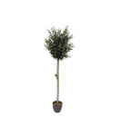 Vazoninis augalas alyvmedis, &Oslash; 21, 100 cm, lot. OLEA