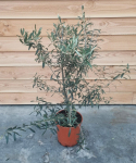 Lauko augalas alyvmedis, &Oslash; 27, 100 cm, lot. OLEA EUROPAEA