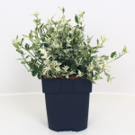 Lauko augalas ožek&scaron;nis, daugiametis, &Oslash; 17, 35 cm, lot. Euonymus fortunei Harlequin