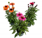 Lauko augalas ežiuolė, daugiametis, &Oslash; 19, 60 cm, lot. Echinacea