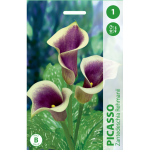 Kalijų svogūnėlis, lot. ZANTEDESCHIA PICASSO, 1 vnt