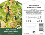 Vaiskrūmis serbentas, skiepytas, JUTENBORGO, lot. RIBES