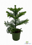 Lauko augalas Araukarija, &Oslash; 14, 40 cm, lot. Araucaria