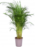 Lauko augalas nyk&scaron;tukinis Himalajų kedras, &Oslash; 19, 45 cm, lot. Cedrus deodara Golden Horizon