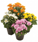 Lauko augalas chrizantema, 1 spalva, &Oslash; 10, 25 cm, lot. CHRYSANTHEMUM