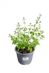Lauko augalas girmėtė, daugiametis, &Oslash; 15 cm, lot. Calamintha