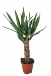 Vazoninis augalas juka, &Oslash; 14, 60 cm, lot. YUCCA