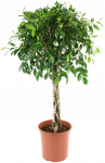 Vazoninis augalas fikusas, &Oslash; 24, 110 cm, lot. FICUS BE DANIELLE STEM