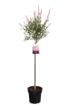 Lauko augalas gluosnis, &Oslash; 19, 100 cm, lot. Salix int. Flamingo