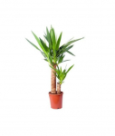Vazoninis augalas juka, &Oslash; 21, 110 cm, lot. YUCCA ELEPHANTIPES