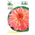Jurginų svogūnėlis, lot. DAHLIA SWITCH, 1 vnt