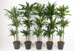 Vazoninis augalas dracena, &Oslash; 24, 150 cm, lot. DRACAENA Fragrans