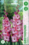 Kardelių svogūnėliai, lot. GLADIOLUS GREYHOUND, 5 vnt.