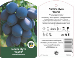 Vaismedis slyva TOPHIT, lot. PRUNUS DOMESTICA