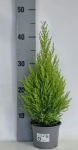 Lauko augalas kiparisas, &Oslash; 12, 45 cm, lot. CUPRESSUS GOLDC WILMA