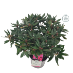 Lauko augalas rododendras, &Oslash; 21, 30 - 40 cm, lot. RHODODENDRON WINSOME