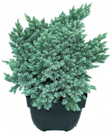 Lauko augalas žvynuotasis kadagys, &Oslash; 19, 25 cm, lot. Juniperus squam. Blue Star