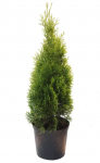 Lauko augalas tuja,&nbsp;&Oslash; 26, 120 - 140 cm, lot. Thuja Smaragd