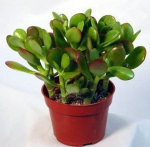 Vazoninis augalas storlapis, &Oslash; 11, 12 cm, lot. CRASSULA