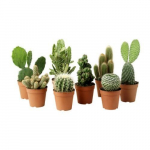 Vazoninis augalas kaktusas, &Oslash; 8,5, 12&nbsp; cm, lot. Cactus mix