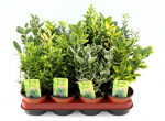 Lauko augalas ožek&scaron;nis, daugiametis, &Oslash; 10,5, 25 cm, lot. Euonymus japonicum mix