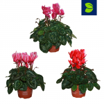 Vazoninis augalas ciklamenas, &Oslash; 9, 17 cm, lot. CYCLAMEN SNOWRIDGE MINI