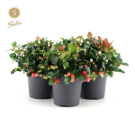 Vazoninis augalas bruknuolė, &Oslash; 12, 25 cm, lot. GAULTHERIA