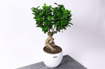 Vazoninis augalas bonsas, &Oslash; 25, 35 cm, lot. BONSAI