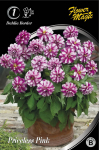 Jurginų svogūnėlis, lot. Dahlia Princess Pink