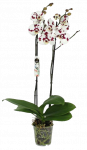 Vazoninis augalas falenopsis, &Oslash;12, 60 - 65 cm, lot. PHALENOPSIS POLKADOT